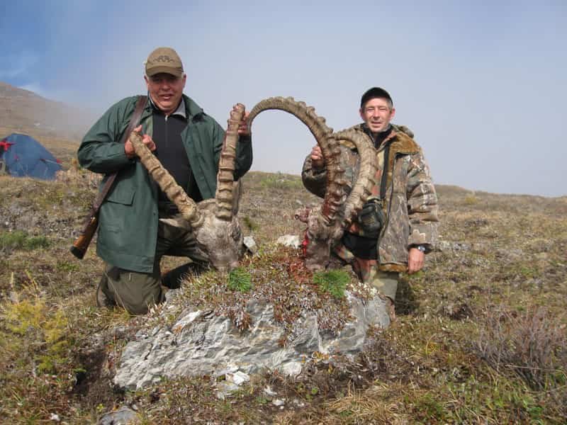 Ibex Altai 24