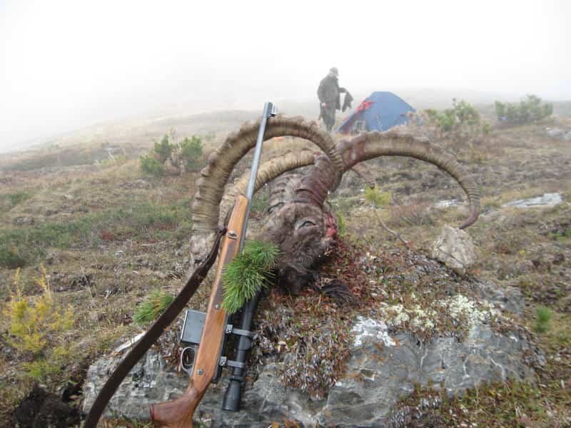 Ibex Altai 26