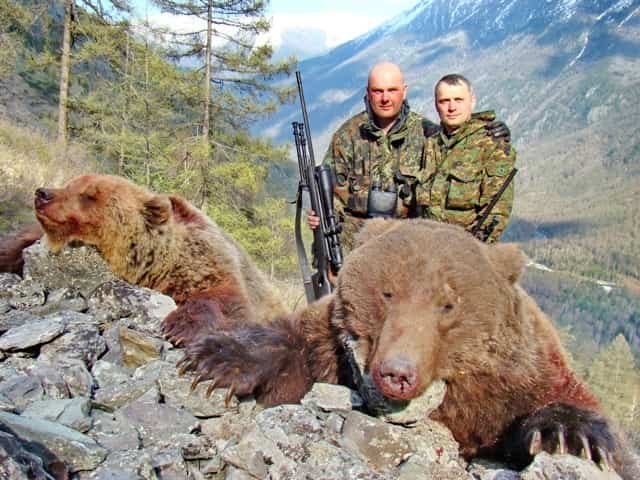 brownbear