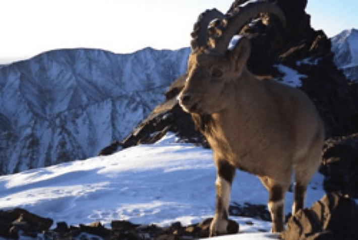 Siberian Mountain Ibex /Tajikistan 2 Siberian mountain ibex male