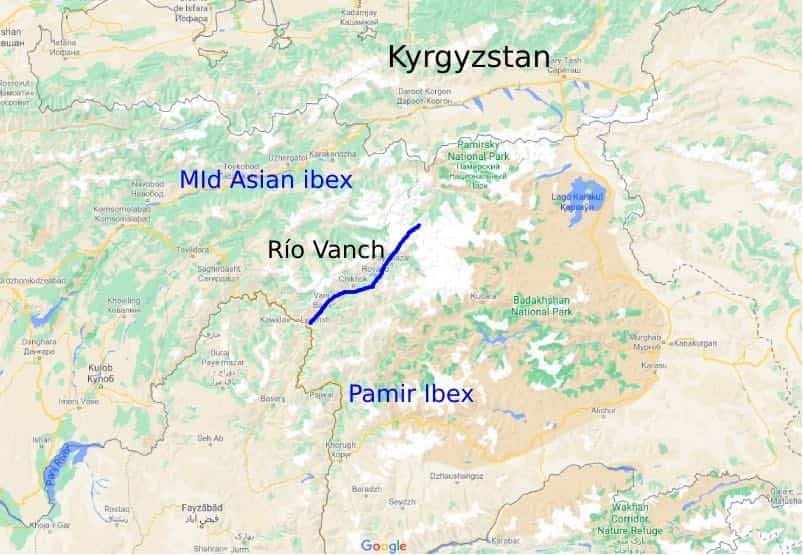 area de Ibex de Pamir y Mid Asian Ibex ayhsafari.com