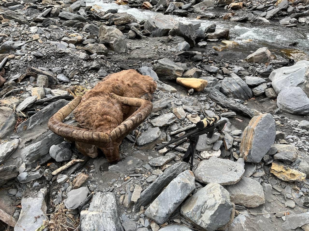 Eastern Caucasian Tur Capra World Slam hunting Russia 2025