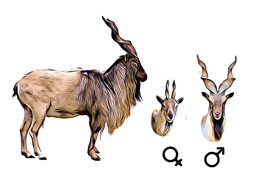 Bukharan Markhor 101