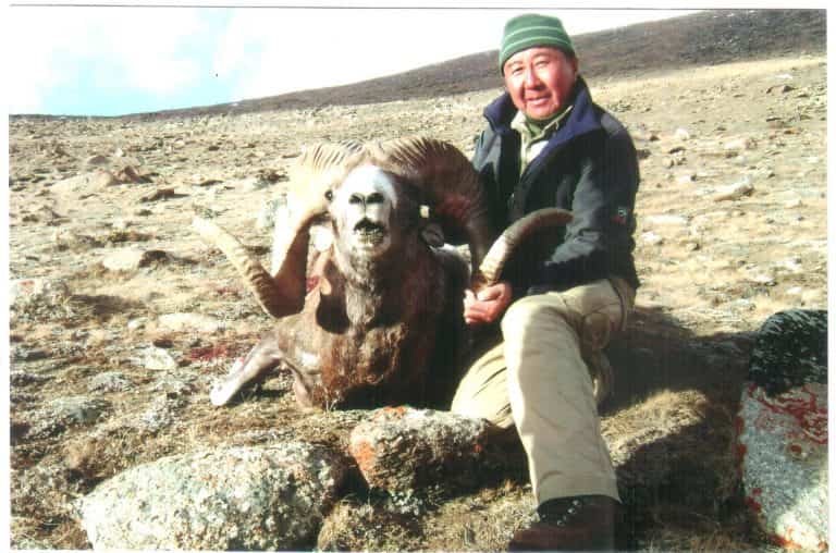 Hangai Argali in Mongolia