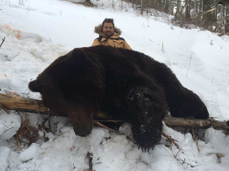 Amur Brown Bear