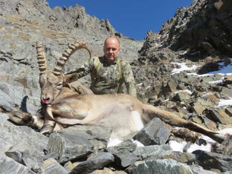 Altai Ibex