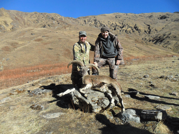 Blue sheep Thar Nepal