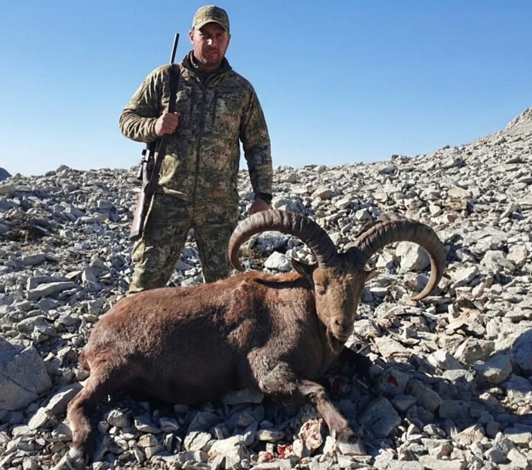 Caza del Tur de daguestán (eastern caucasian tur)